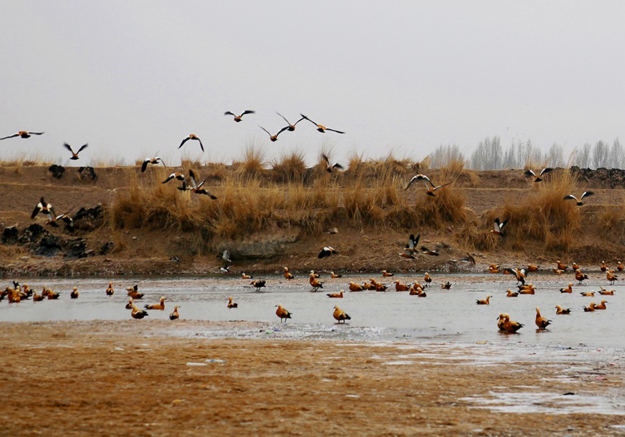 永昌老人頭水庫群鳥飛翔。張銘功攝