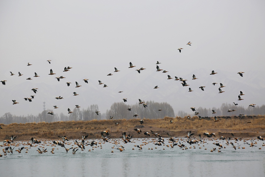 永昌老人頭水庫群鳥飛翔。張銘功攝