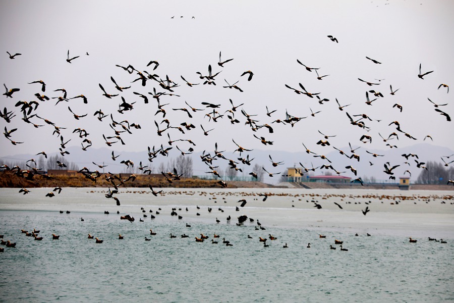 永昌老人頭水庫群鳥飛翔。張銘功攝