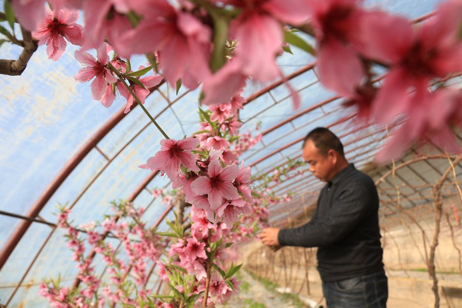 農民在溫室中為桃樹疏花。張曉亮攝