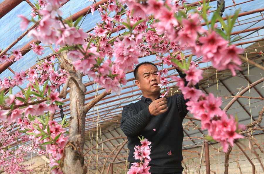 農民在溫室中為桃樹疏花。張曉亮攝