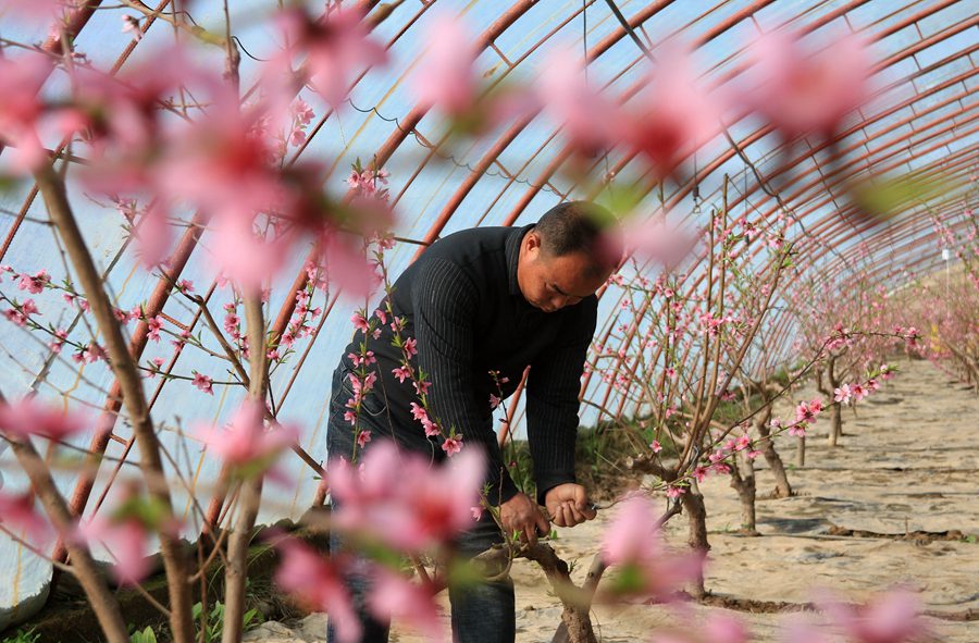 農民在溫室中為桃樹壓枝。張曉亮攝