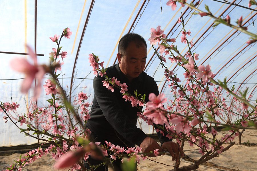 農民在溫室中為桃樹壓枝。張曉亮攝