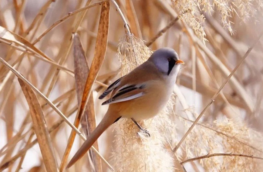 蘆葦上跳動的精靈——蘭州三河口發現大批文須雀【3】