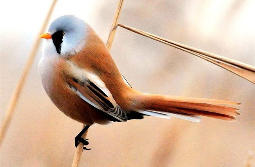 蘆葦上跳動的精靈——蘭州三河口發現大批文須雀【4】