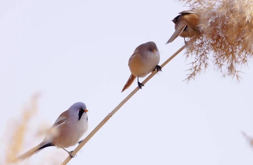 蘆葦上跳動的精靈——蘭州三河口發現大批文須雀【2】