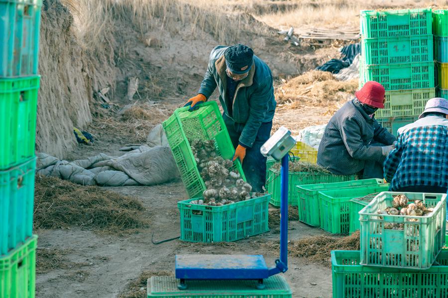 甘肅榆中:春“豐”撲面 百合飄香【3】