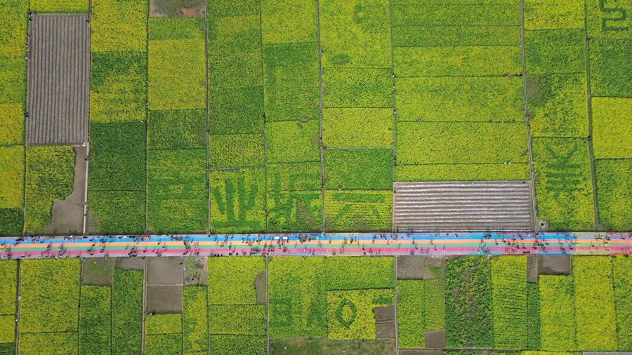 隴南市武都區萬畝油菜花競相綻放，美不勝收。隴南市融媒體中心供圖