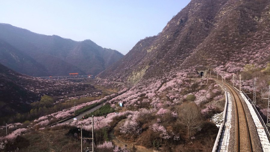 到甘肅崇信，看春日里的花海列車【4】