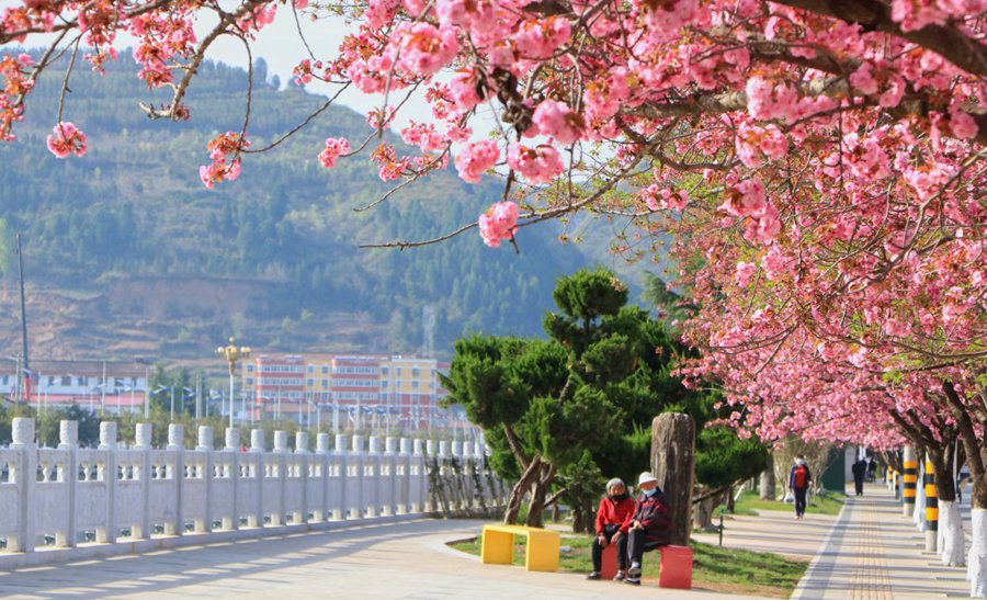 滿目春光！來甘肅兩當，看浪漫櫻花
