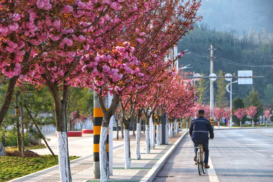 滿目春光！來甘肅兩當，看浪漫櫻花【2】