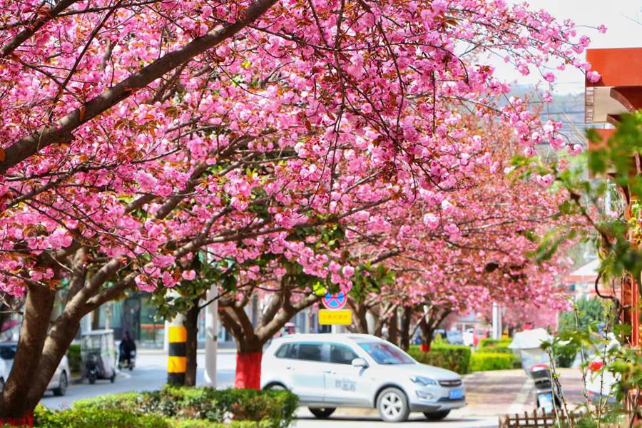 滿目春光！來甘肅兩當，看浪漫櫻花【3】
