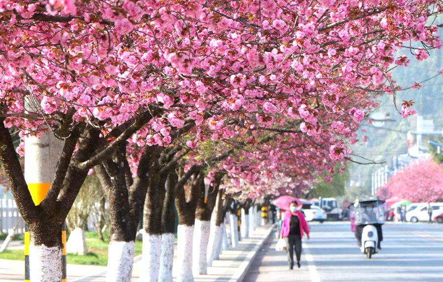 滿目春光！來甘肅兩當，看浪漫櫻花【4】