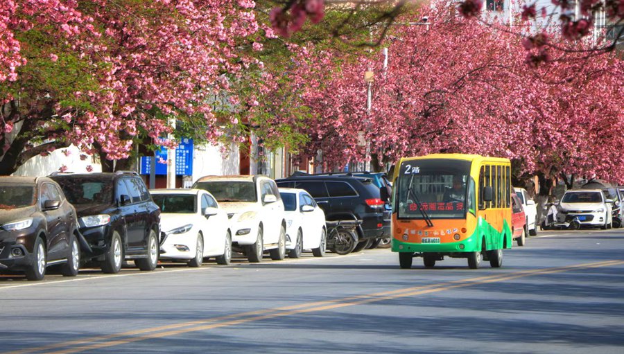 滿目春光！來甘肅兩當，看浪漫櫻花【5】