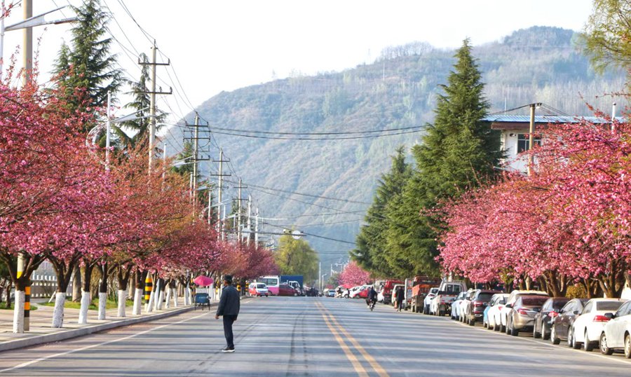 滿目春光！來甘肅兩當，看浪漫櫻花【6】