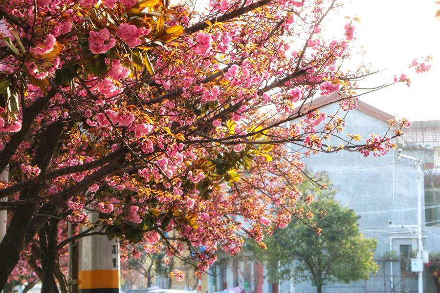 滿目春光！來甘肅兩當，看浪漫櫻花【7】