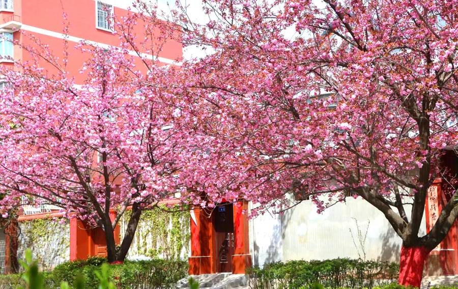 滿目春光！來甘肅兩當，看浪漫櫻花【8】