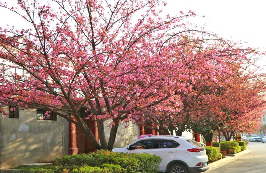 滿目春光！來甘肅兩當，看浪漫櫻花【9】