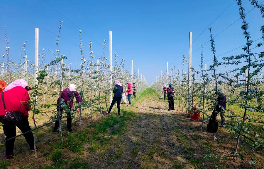 果樹管護忙。崇信縣委宣傳部供圖