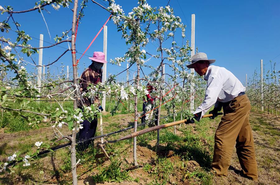 果樹管護忙。崇信縣委宣傳部供圖