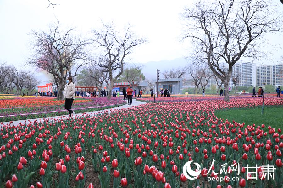 游客在黃河畔欣賞郁金香。人民網記者 黃帆攝