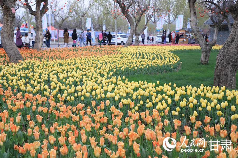 游客在黃河畔欣賞郁金香。人民網記者 黃帆攝