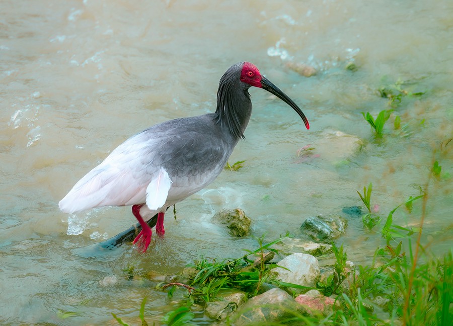 甘肅隴南白龍江畔再現“東方寶石”朱鹮。馬小強 攝