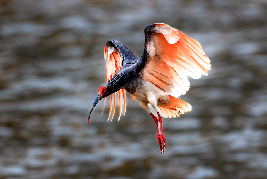 甘肅隴南白龍江畔再現“東方寶石”朱鹮。馬小強 攝