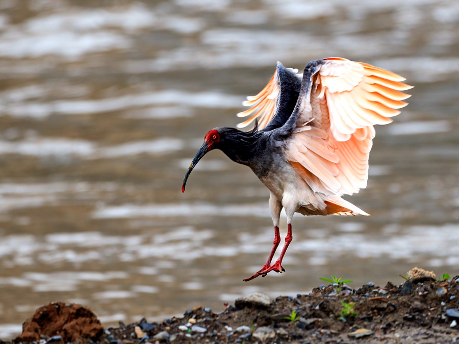 甘肅隴南白龍江畔再現“東方寶石”朱鹮。馬小強 攝