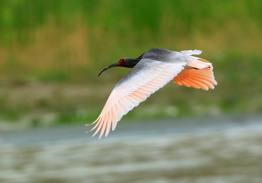 甘肅隴南白龍江畔再現“東方寶石”朱鹮。馬小強 攝