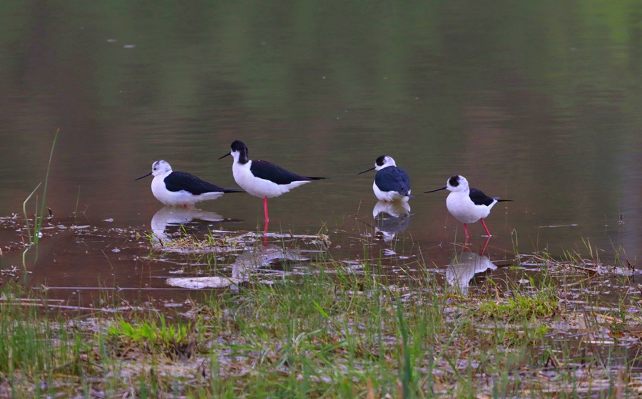 甘肅崇信：大批黑翅長腳鷸來汭河度假了。王紅剛攝