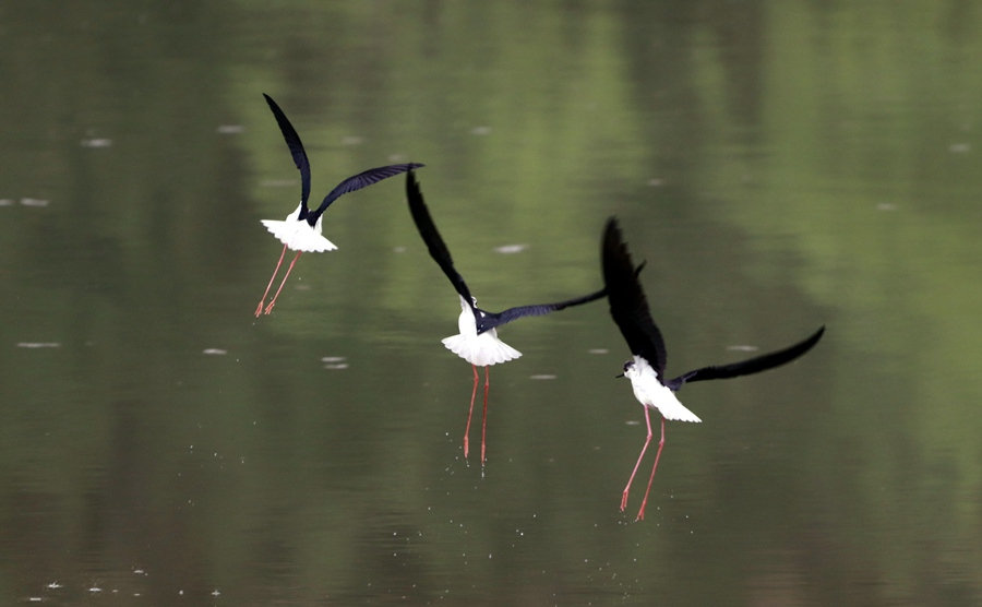 甘肅崇信：大批黑翅長腳鷸來汭河度假了。王紅剛攝