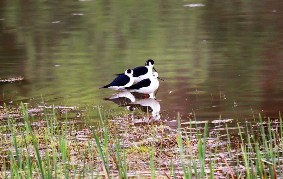 甘肅崇信：大批黑翅長腳鷸來汭河度假了。王興偉攝