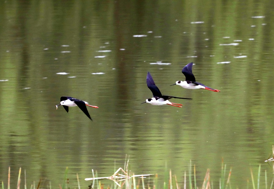 甘肅崇信：大批黑翅長腳鷸來汭河度假了。王興偉攝