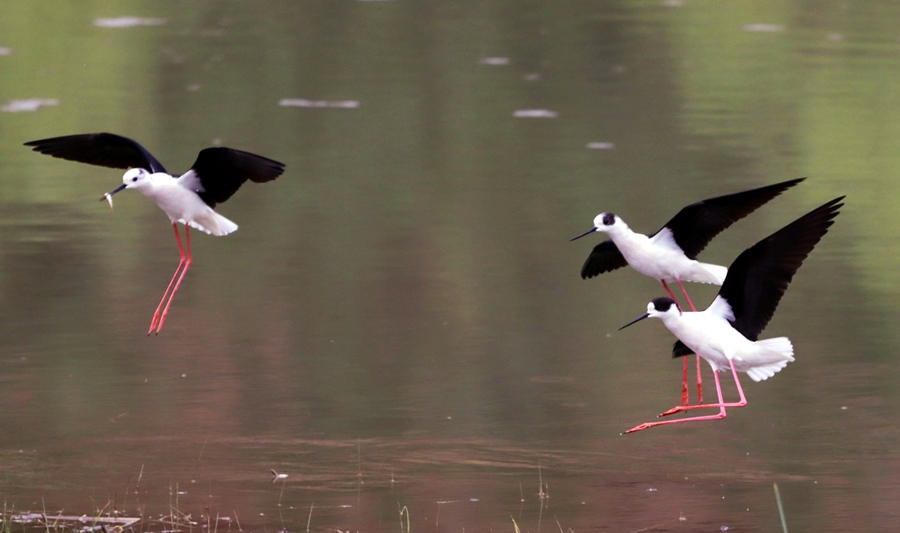 甘肅崇信：大批黑翅長腳鷸來汭河度假了。王興偉攝
