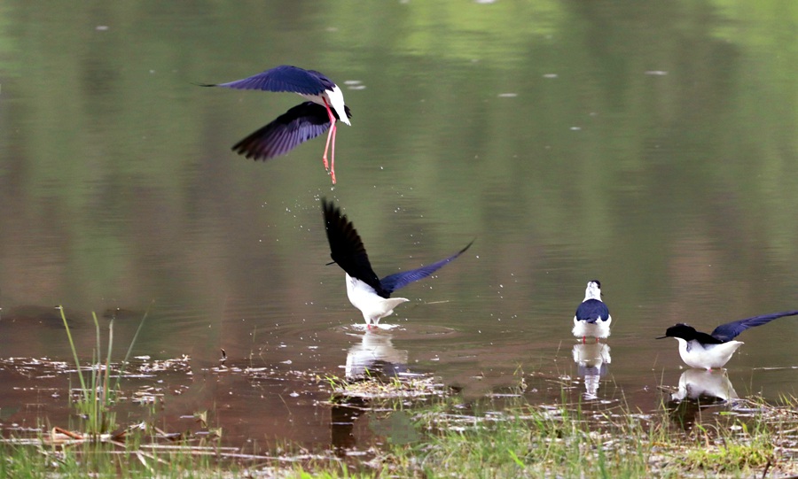 甘肅崇信：大批黑翅長腳鷸來汭河度假了。王興偉攝