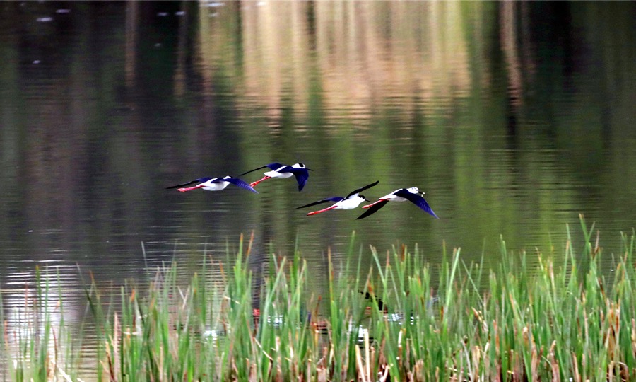 甘肅崇信：大批黑翅長腳鷸來汭河度假了。張百耀攝