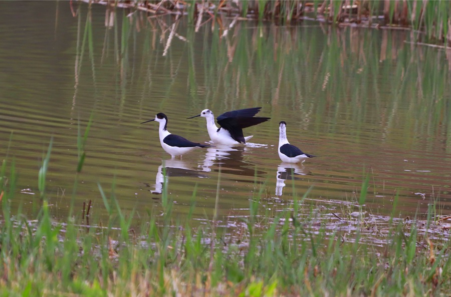 甘肅崇信：大批黑翅長腳鷸來汭河度假了。張百耀攝