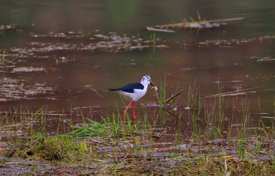 甘肅崇信：大批黑翅長腳鷸來汭河度假了。張百耀攝