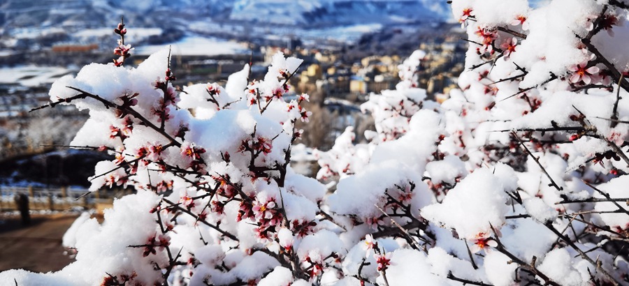 靜美如畫 甘肅肅南現霧凇景觀【3】
