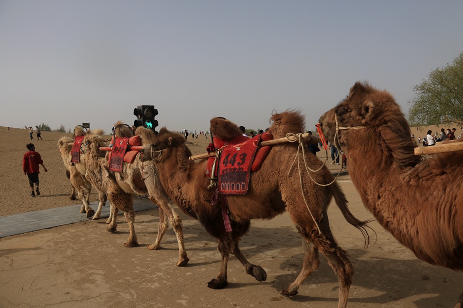 “駱駝紅綠燈”讓景區交通更有序。張曉亮攝
