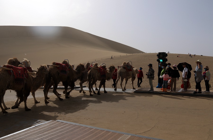“駱駝紅綠燈”讓景區交通更有序。張曉亮攝