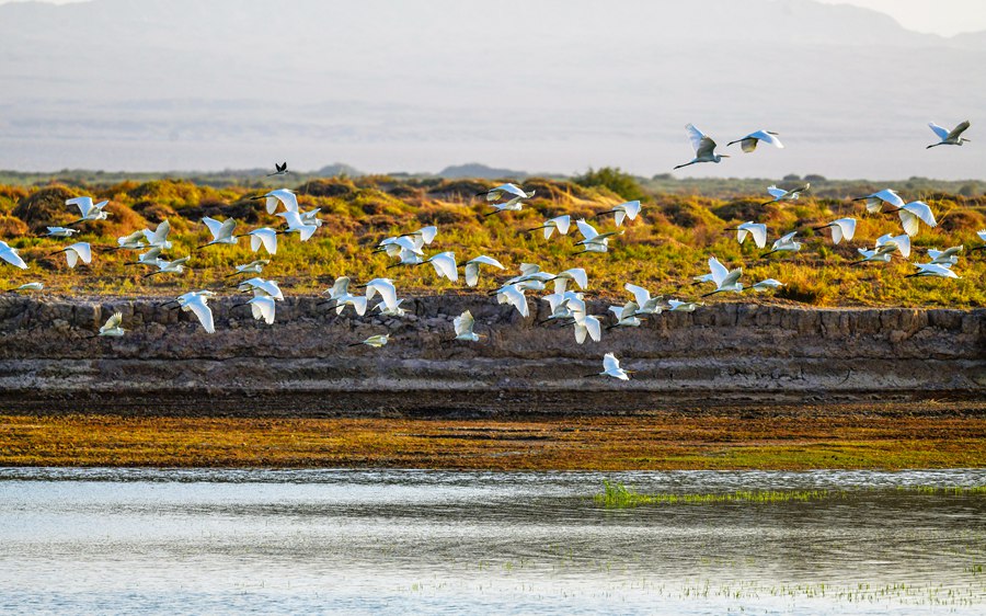 白鷺。石佳玉攝