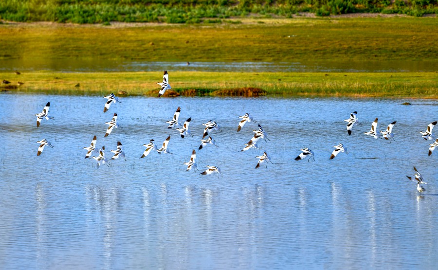 反嘴鷸。石佳玉攝