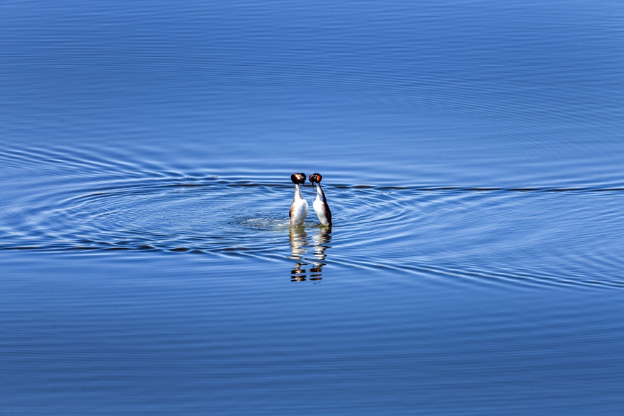 鳳頭鸊鷉。石佳玉攝