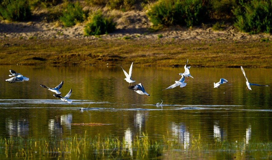 覓食戲水。石佳玉攝