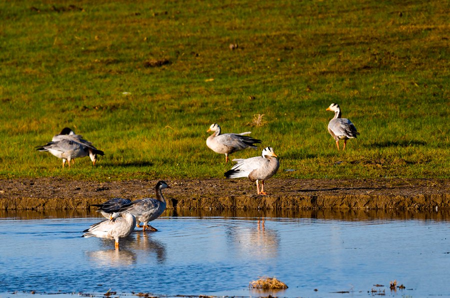水鳥覓食。石佳玉攝