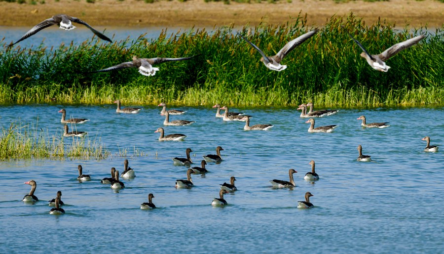 水鳥翩躚。石佳玉攝
