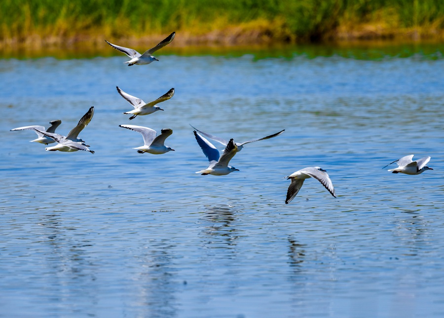 水鳥翩躚。石佳玉攝