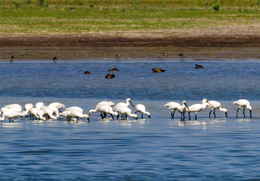 水鳥棲息。石佳玉攝